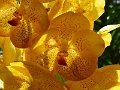 Chiang Mai P0018 Orchidees Sai Nam Phung